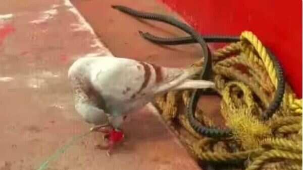 Odisha: Suspected spy pigeon caught in Puri