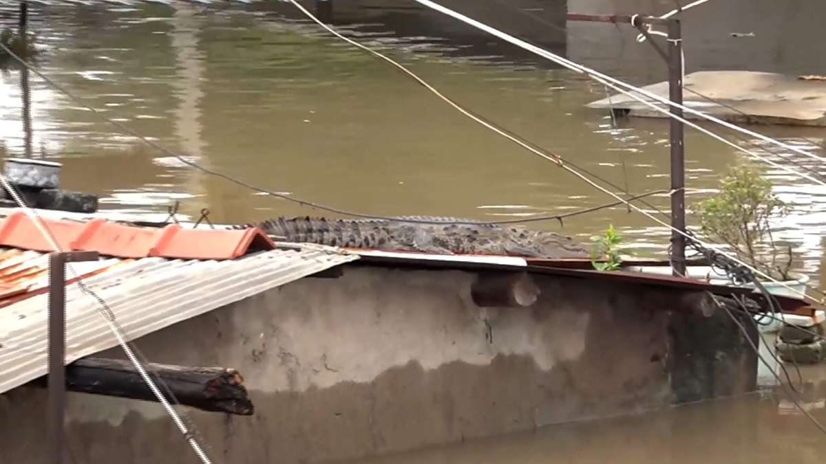 Gujarat rains: 24 crocodiles rescued from Vadodara's residential areas between Aug 27-29