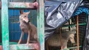 Forest dept using colourful teddy dolls soaked in children's urine to catch wolves in UP’s Bahraich