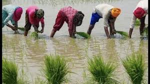 Firozabad: Farmers claim heavy losses due to excessive rainfall, demand compensation from government