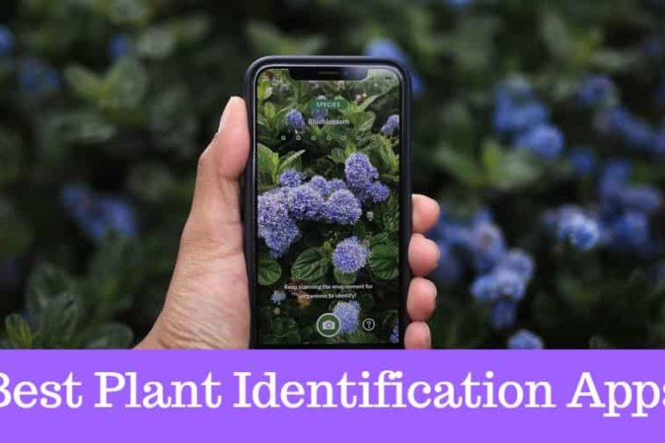 Free phone apps that identify plants from just a picture